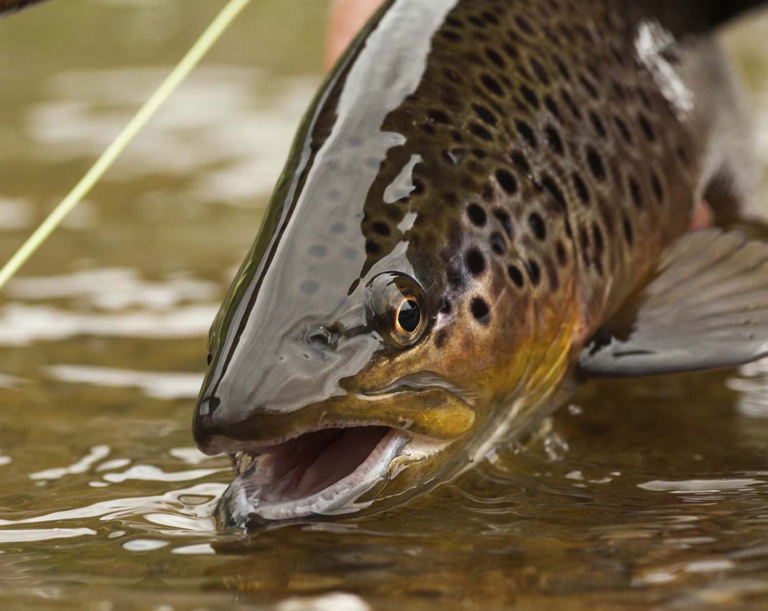 Top Trout Assortment