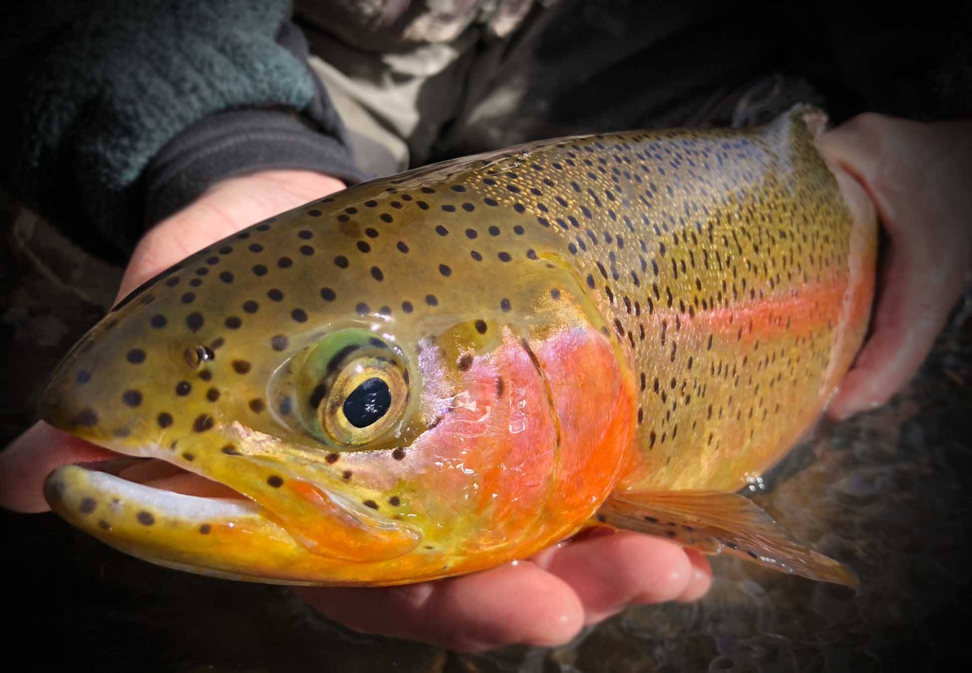TCTH Top Trout Flies Course