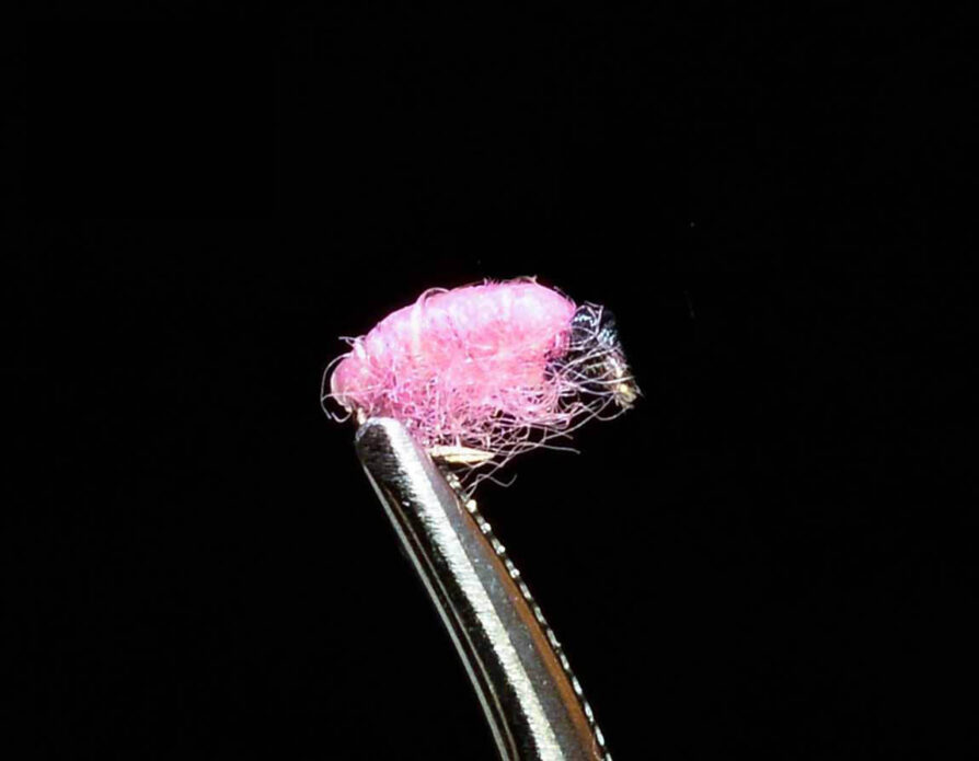 Pink Tailwater Scud