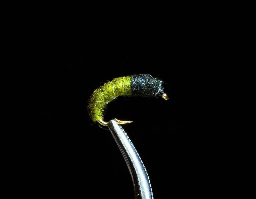 Caddis Larva