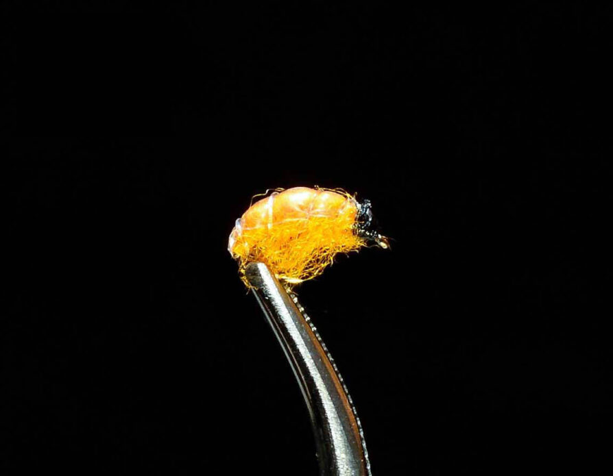 Orange Tailwater Scud